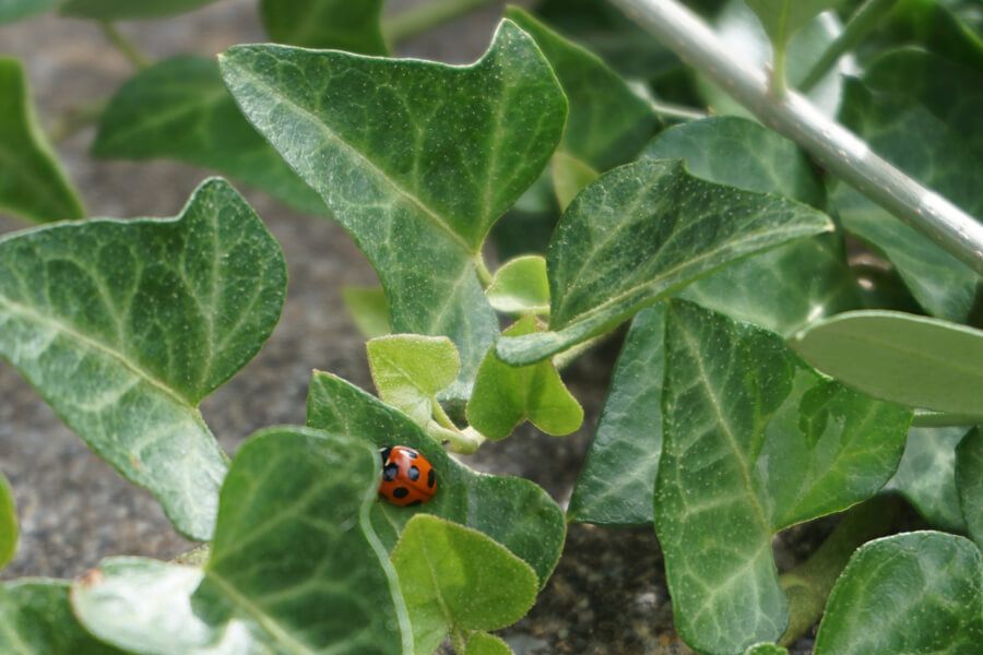 ibona/イボーナのブログ ページ 4 イボーナ公式オンラインショップ/スタッフブログ